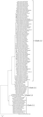 Intrinsic tet(L) sub-class in Bacillus velezensis and Bacillus amyloliquefaciens is associated with a reduced susceptibility toward tetracycline